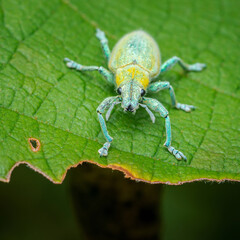 Gold-dust weevil perched on vibrant green leaf