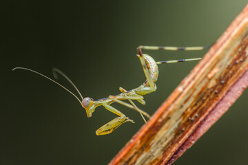 Praying mantis perched on a branch: exhibiting grace and predatory prowess