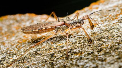 Assassin bug walking on a rock: reduviidae insect exploring nature