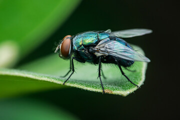 Green bottle fly standing on a green leaf