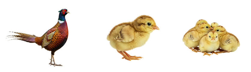 Fototapeta premium Vibrant pheasant and adorable fluffy chicks captured in stunning detail for diverse projects