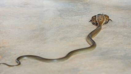 Indian cobra snake slithering on concrete surface, showing hood