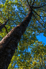 Fototapeta premium Green tree leaf forest uprisen agiant blue sky sunshine
