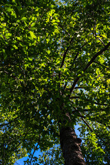 Fototapeta premium Green tree leaf forest uprisen agiant blue sky sunshine