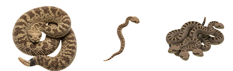 Obraz premium Intricate rattlesnake patterns coiled and extended, showcasing scales and menacing heads