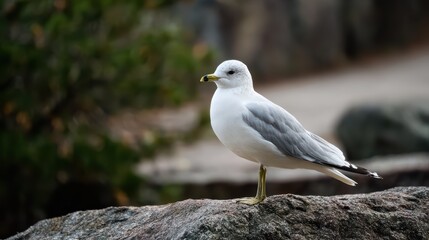 Striking White and Gray Seagull, Perched Serenely on a Rough Rocky Coastline Perfect for Tranquil Branding Projects.