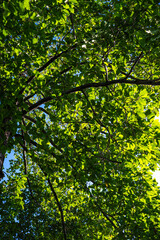 Green tree leaf forest uprisen agiant blue sky sunshine