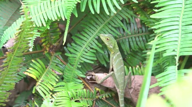 Probably green forest lizard Calotes sp. Mountainous rainforest on Borneo island, Malaysia. January