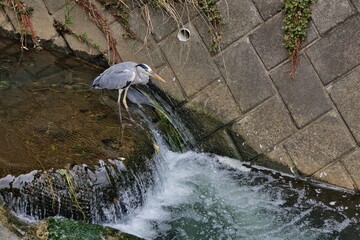 アオサギと滝