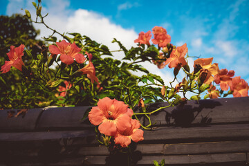 여름 능소화 꽃 나무