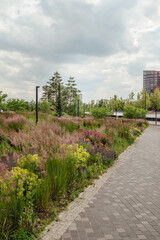 a quiet path in the city garden on the embankment of a big city filled with wild grasses and blooming flowers, perfect for leisurely strolls and recovery from stress in the big city