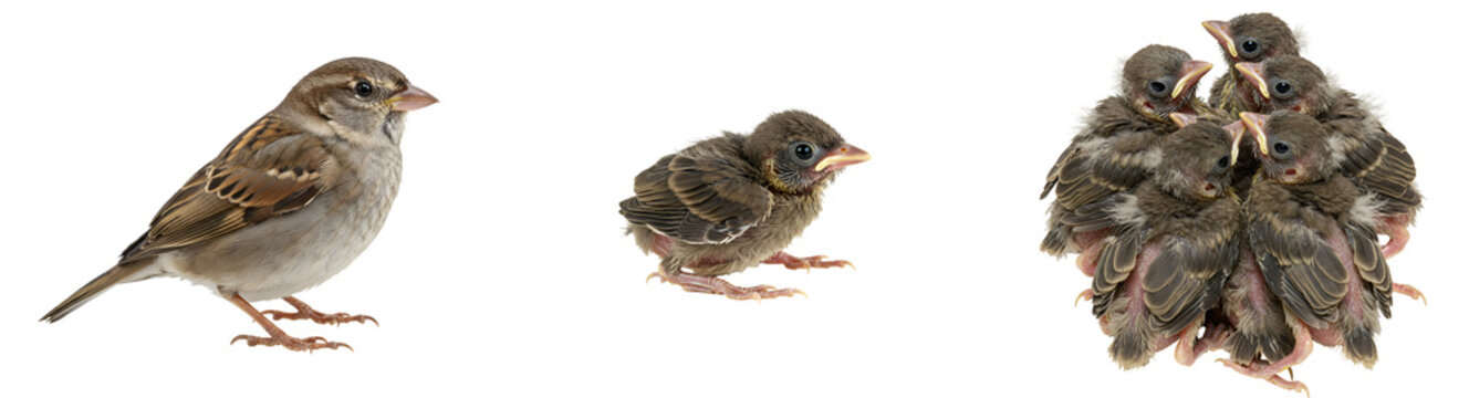 Adorable baby sparrows huddle together, showcasing growth from one chick to a close-knit group