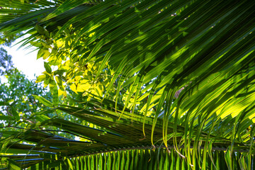 Green tree leaf forest uprisen agiant blue sky sunshine