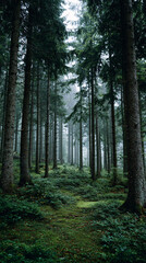 Obraz premium Enchanting Sunlit Forest Path Winding Through Lush Green Moss Covered Trees and Tranquil Woodland Under a Canopy of Sunbeams