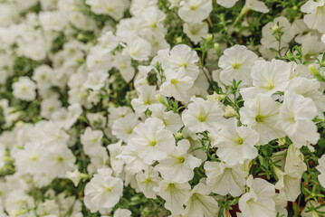A beautiful arrangement of white flowers in full bloom, creating a serene and peaceful ambiance
