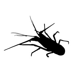 silhouette of a lobster