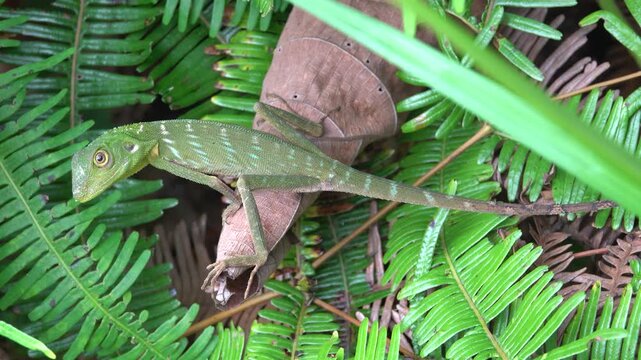 Probably green forest lizard Calotes sp. Mountainous rainforest on Borneo island, Malaysia. January