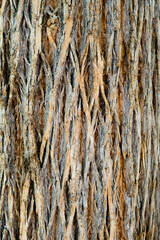Macro image of bark of Velvet Ash (Fraxinus velutina) in the American southwest