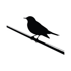 Blackbird silhouette perched on a wire watchful avian vector illustration design asset