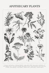 Medicinal plant sketches collection. Healing herbs hand-drawn vector illustrations. Apothecary vintage poster design. NOT AI generated