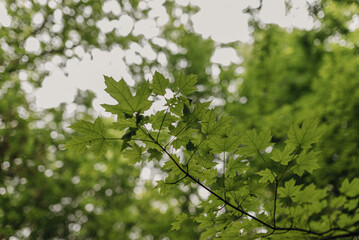 A close-up view of vibrant green leaves against a soft blurred background, highlighting natures intricate details