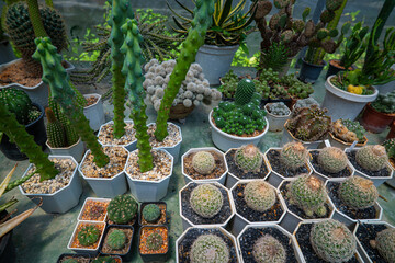 Various outdoor botanical cactus plantation house