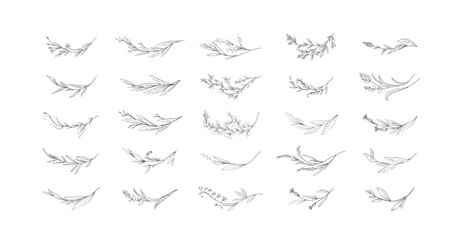 Set of floral design elements. Delicate botanical branch in arcs form with flowers and leaves, intricate hand drawn details. Botanical vector illustration for invitation