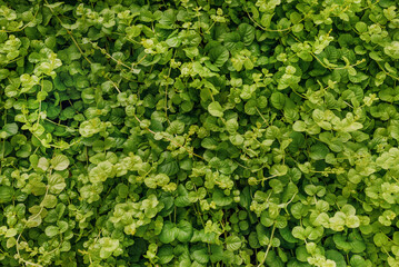 Vibrant green ground cover with small leaves, creating a lush and fresh natural carpet