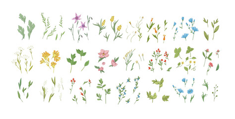 Fototapeta na wymiar Floral set with colorful wild flowers and elegant branch. Botanical foliage for wedding invitation or wall art. Vector illustration