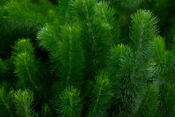 Unusual round plant with needles in Gardens By The Bay