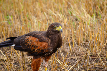 A beautiful Harris hawk standing in a harvested wheat field, Bird of Prey