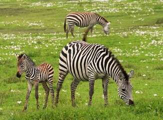 Zebras Grazing in the Wild with a Baby Zebra