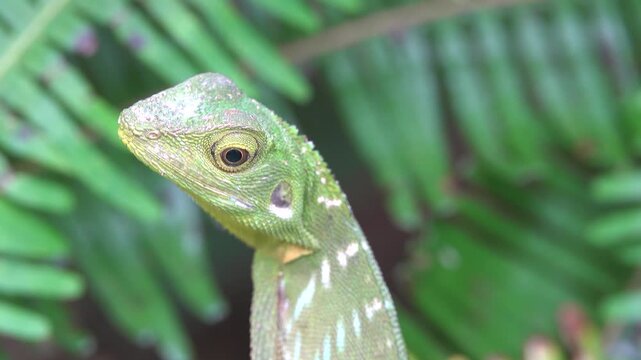 Probably green forest lizard Calotes sp. Mountainous rainforest on Borneo island, Malaysia. January. Portrait