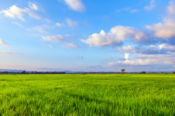 Bright sky over rice paddies, Green rice fields under blue sky