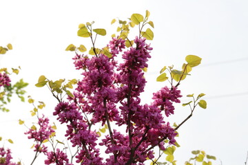 日本の春の公園に咲く赤紫色のハナズオウの花