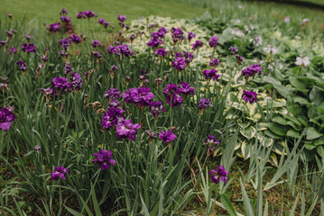 A vibrant display of purple flowers, enhancing the beauty of the garden. iris sibirica. decorative terry flower Siberian iris 