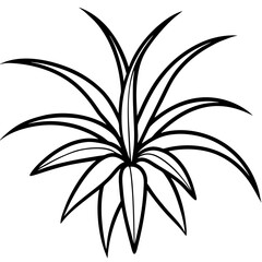 Spider Plant line art vector