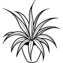 Spider Plant line art vector