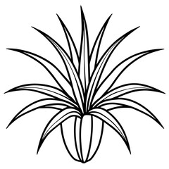 Spider Plant line art vector