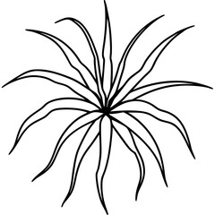 Spider Plant line art vector