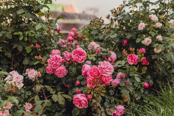 A close-up of vibrant pink roses intertwined with lush green leaves, symbolizing beauty and romance