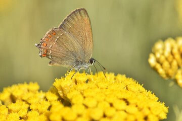 Papillon sur fleur jaune en Provence, macro nature estivale