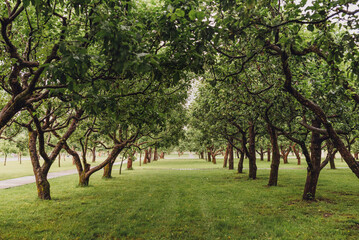 Obraz premium A picturesque view of an orchard path leading through lush trees, creating a serene atmosphere perfect for relaxation