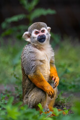 Obraz premium Totenkopfäffchen