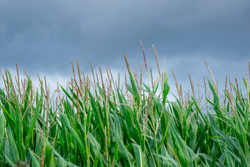 Obraz premium A green cornfield under a dark and dramatic stormy sky, Stormy Weather