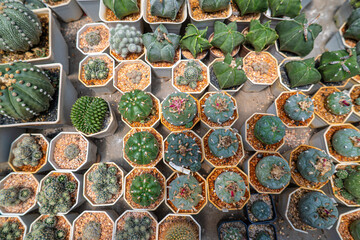 Various outdoor botanical cactus plantation house