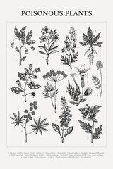 Poisonous plant hand drawn vector illustrations. Witch herbs in sketch style. Apothecary vintage poster design. NOT AI generated