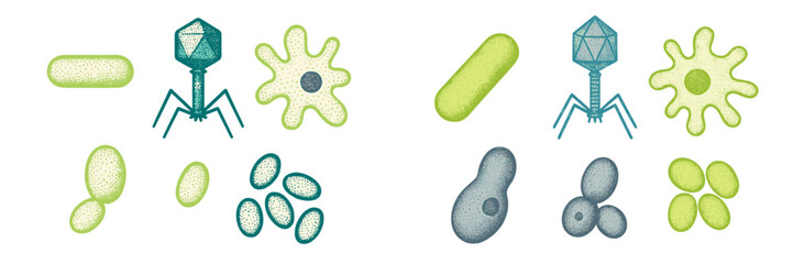 Detailed set of microorganisms featuring bacteria, viruses, amoebas, and yeast for biology and science education