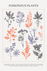 Poisonous plant hand drawn vector illustrations. Witch herbs in sketch style. Apothecary vintage poster design. NOT AI generated