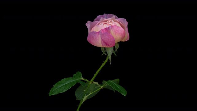 Beautiful opening pink rose on black background. Holiday, love, birthday design backdrop. Bud closeup. Macro. 4K video timelapse